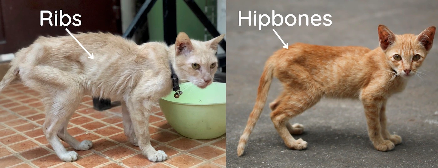 Cat Body Condition Score Chart How to Score Your Cat 19